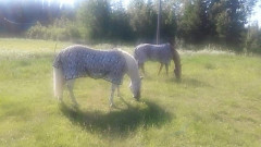 Kesäkuva hevoset